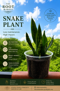 Snake Plant – Medium