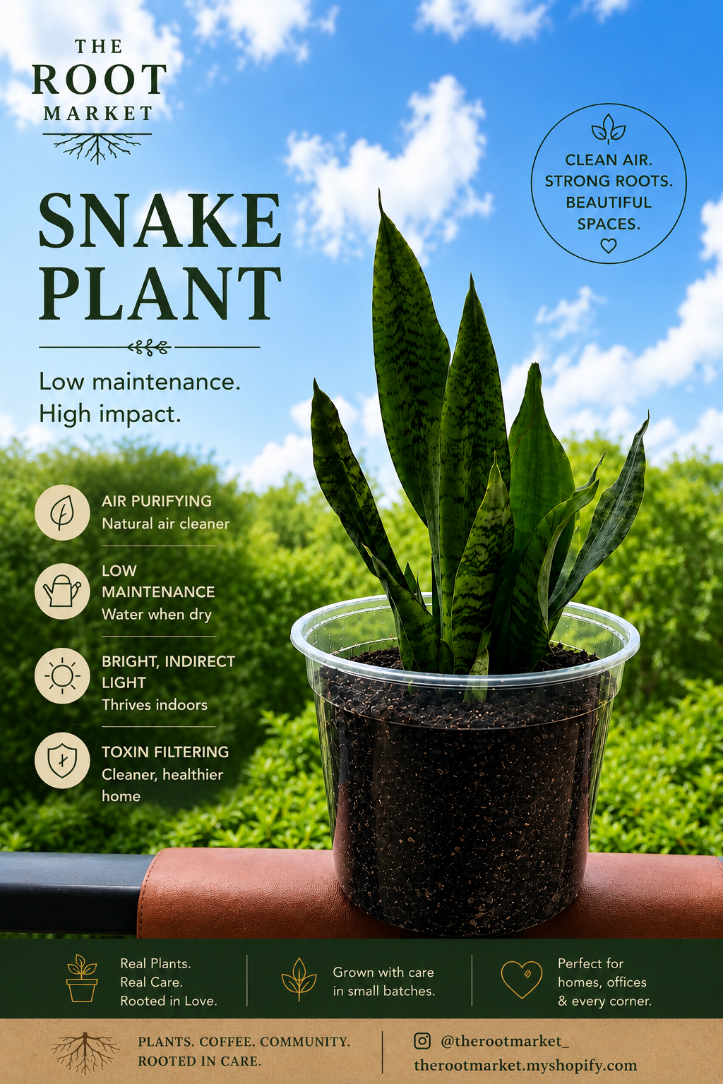 Snake Plant – Medium