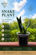 Snake Plant – Small