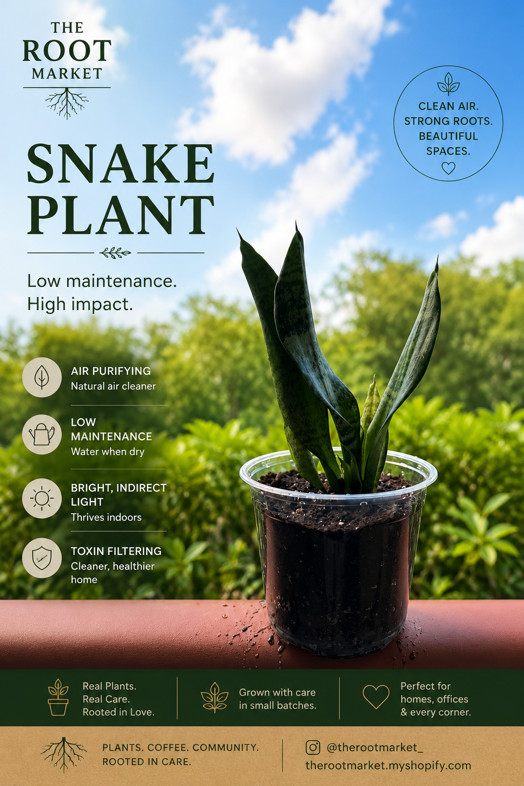 Snake Plant – Small