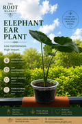 Alocasia (Elephant Ear) – Medium