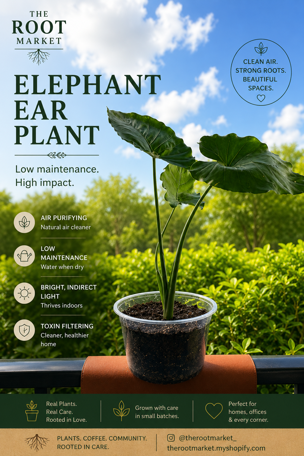 Alocasia (Elephant Ear) – Medium