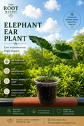 Alocasia (Elephant Ear) – Small