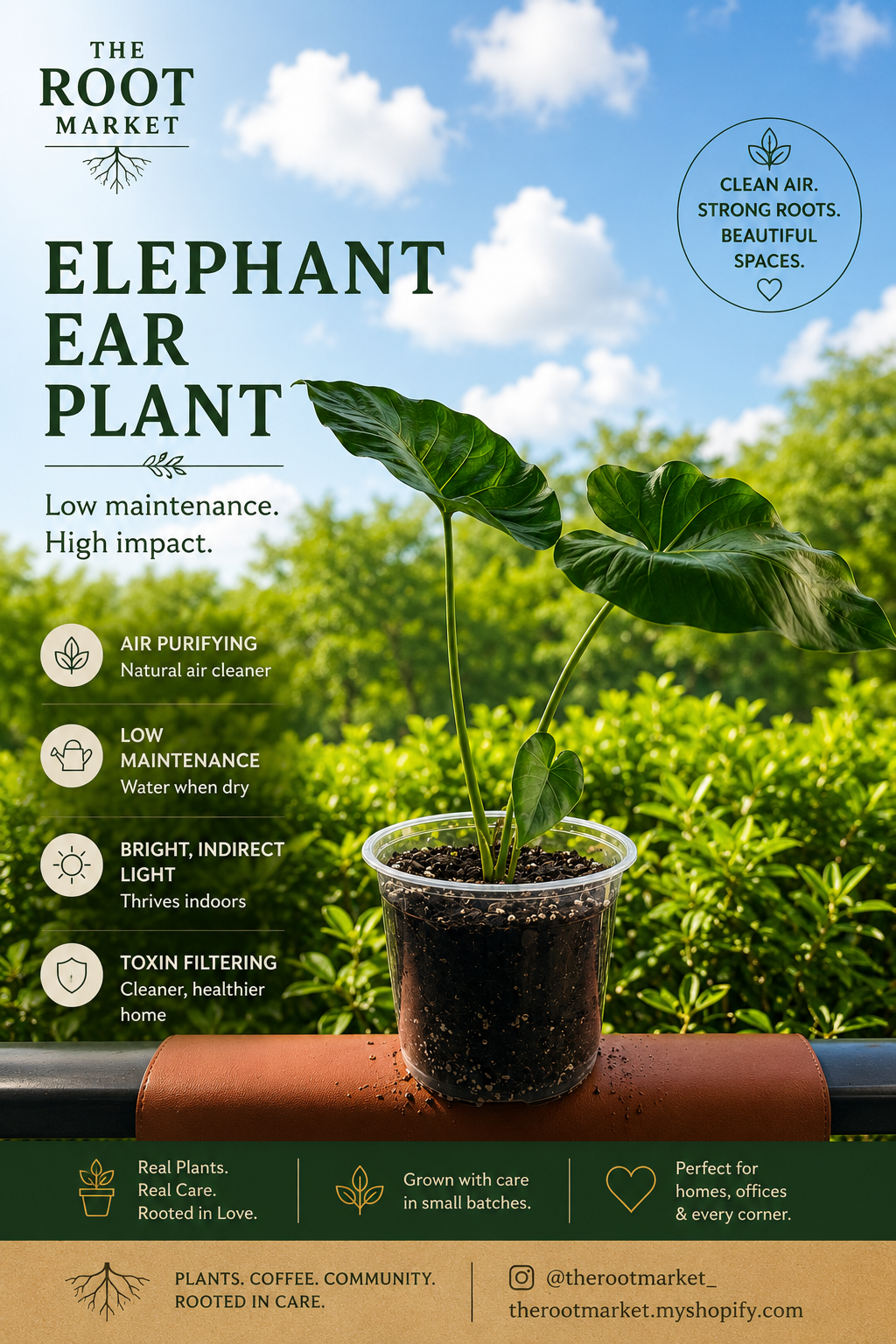 Alocasia (Elephant Ear) – Small